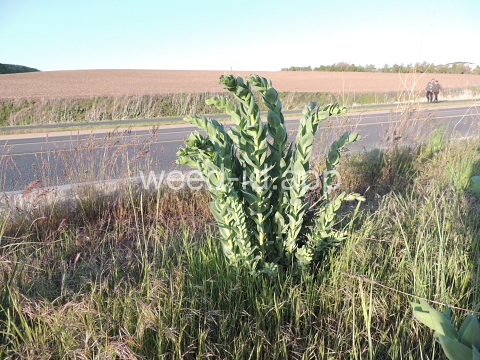 toadflax, Dalmatian